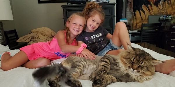 Big Daddy Thor with my kids! He is 32 lbs., big teddy bear, polydactyl boy! Father of all our babies