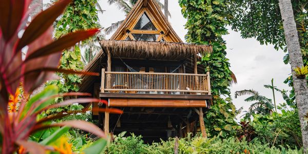A wooden treehouse surrounded by lush tropical plants and vines.