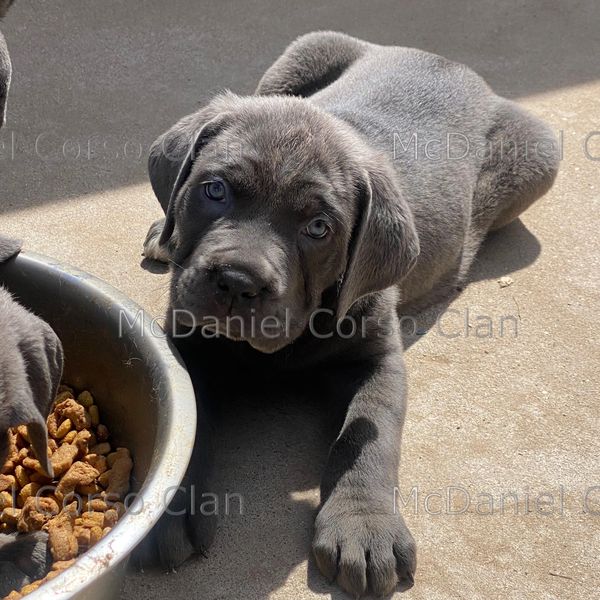 Corso Puppy laying down by food bowl