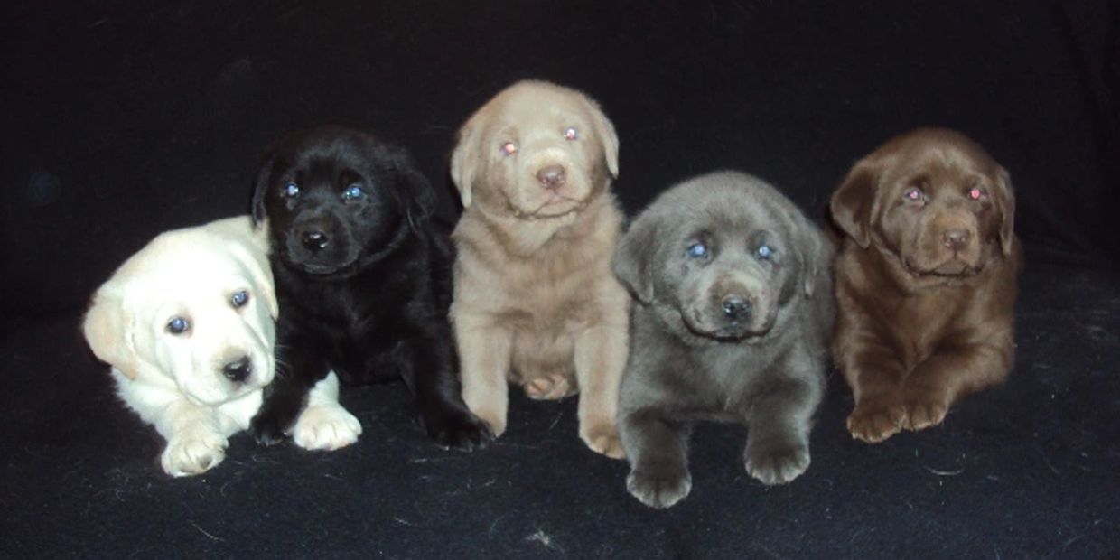 Contact Us Southern Indiana Holiday Kennels, LLC.