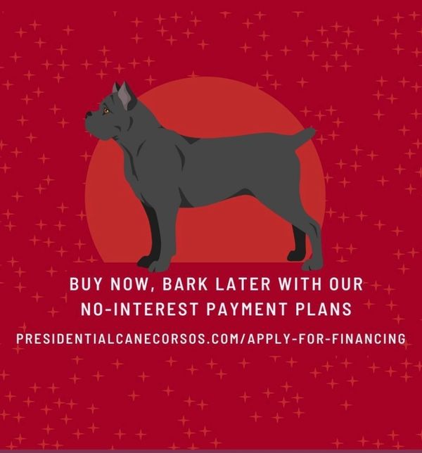 Pet financing, pet city, Cane Corsos in Louisana, Cane Corsos in florida, Cane Corsos in Las Vegas 