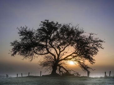 Crab Apple tree photographed near Ffos y  Ffin in November 2022 by Charles Sainsbury-Plaice