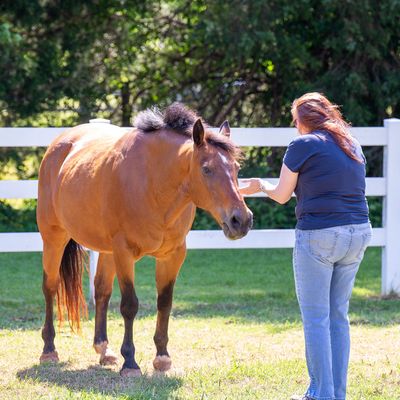 horses; counseling