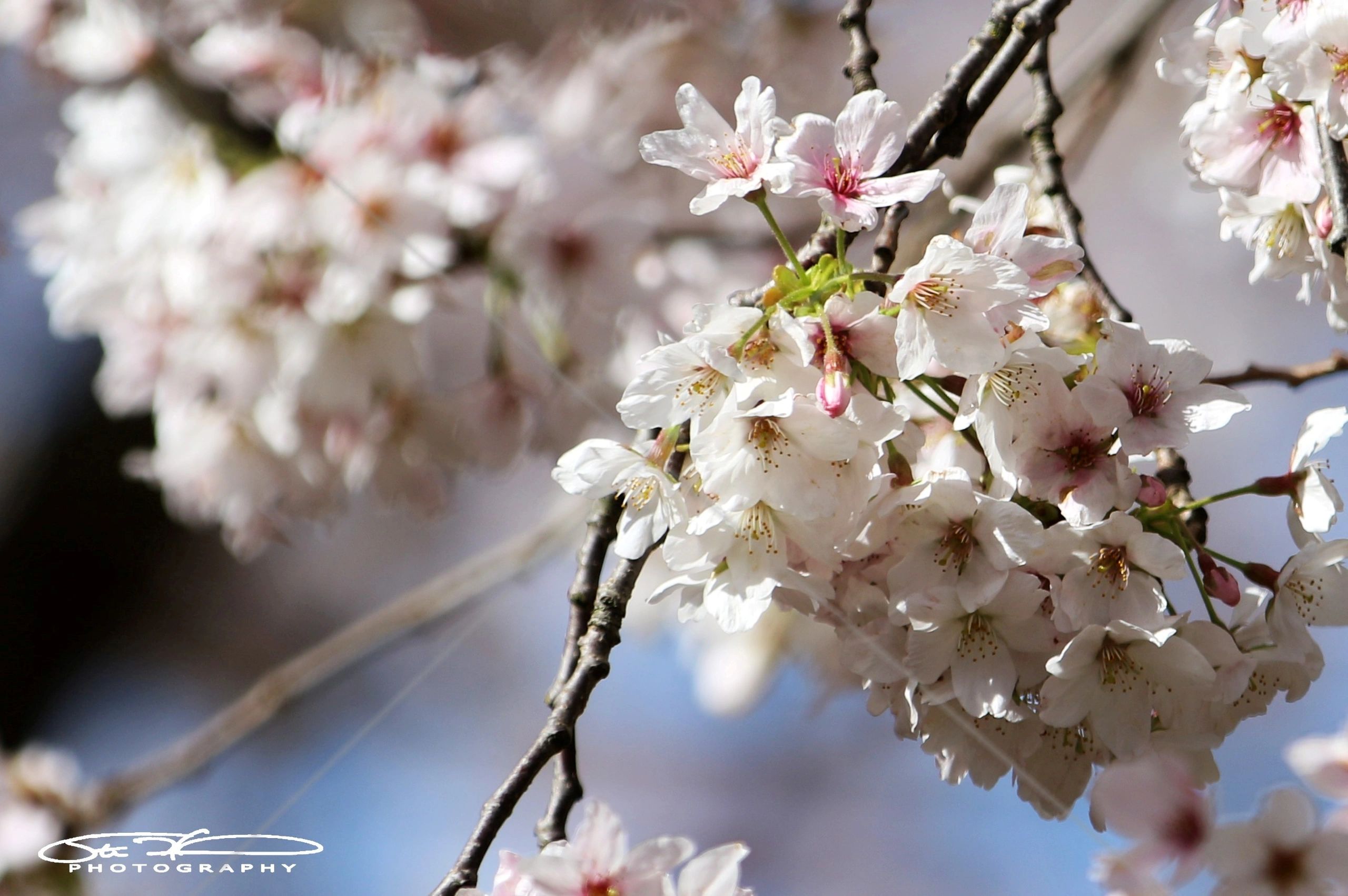 Close-up of cherry blossoms on a branch in soft sunlight.