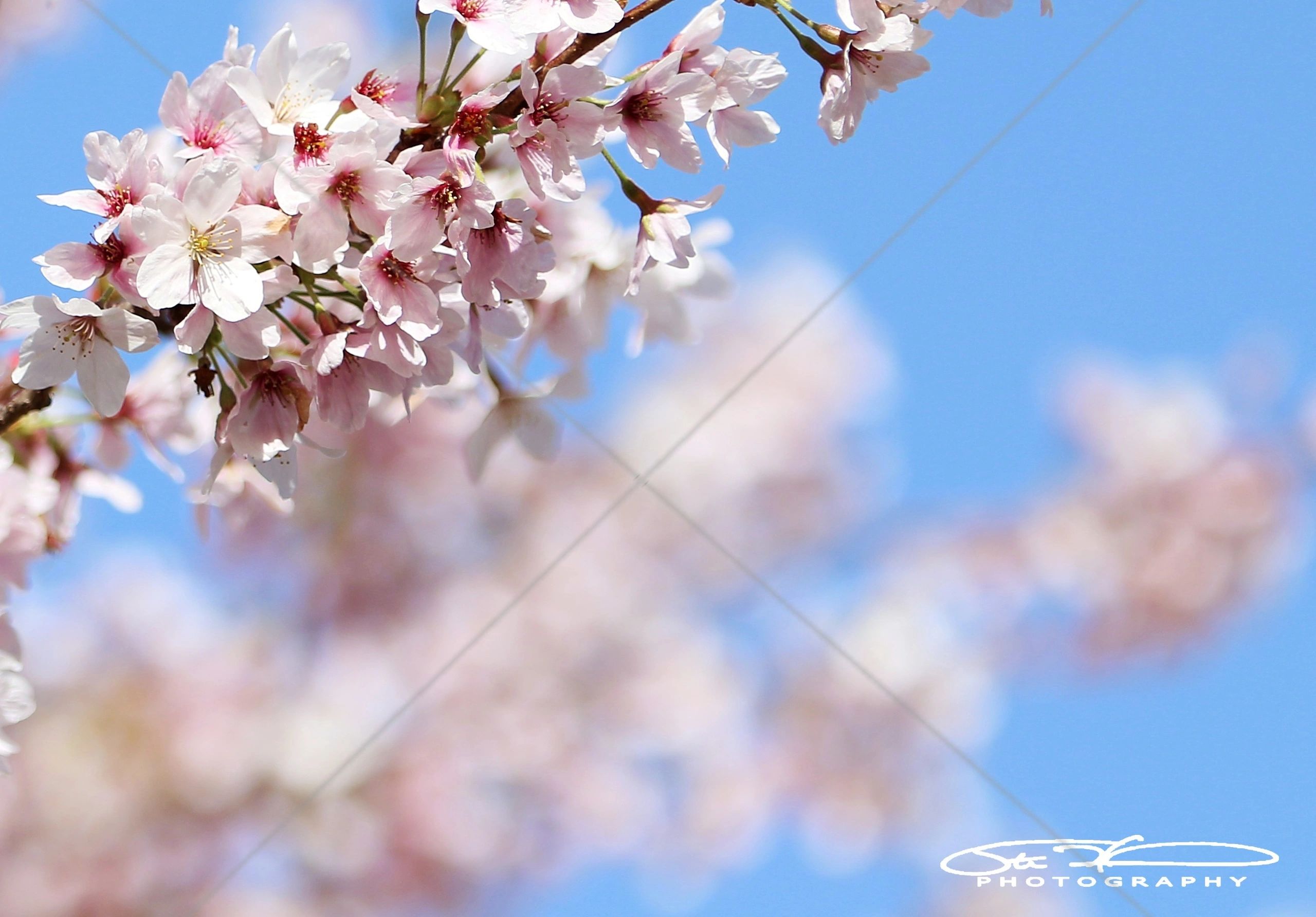 Close-up of pink cherry blossoms against a clear blue sky.
