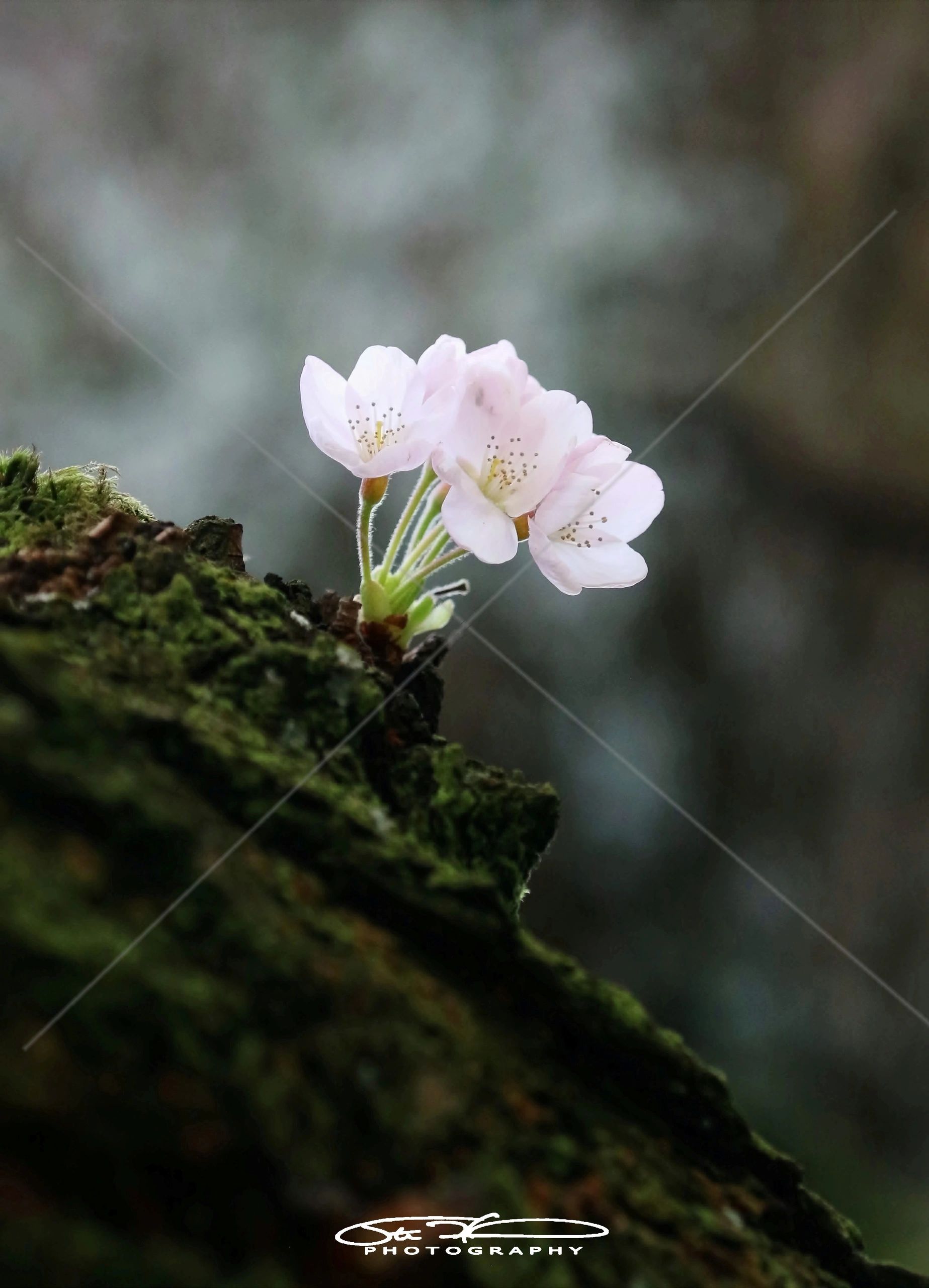 Delicate pale pink flowers blooming on mossy tree bark.
