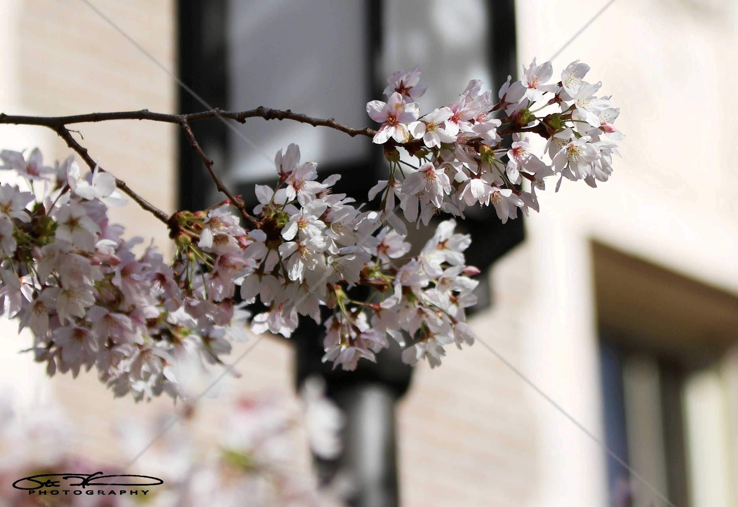 Close-up of delicate cherry blossoms on a branch with a blurred background.