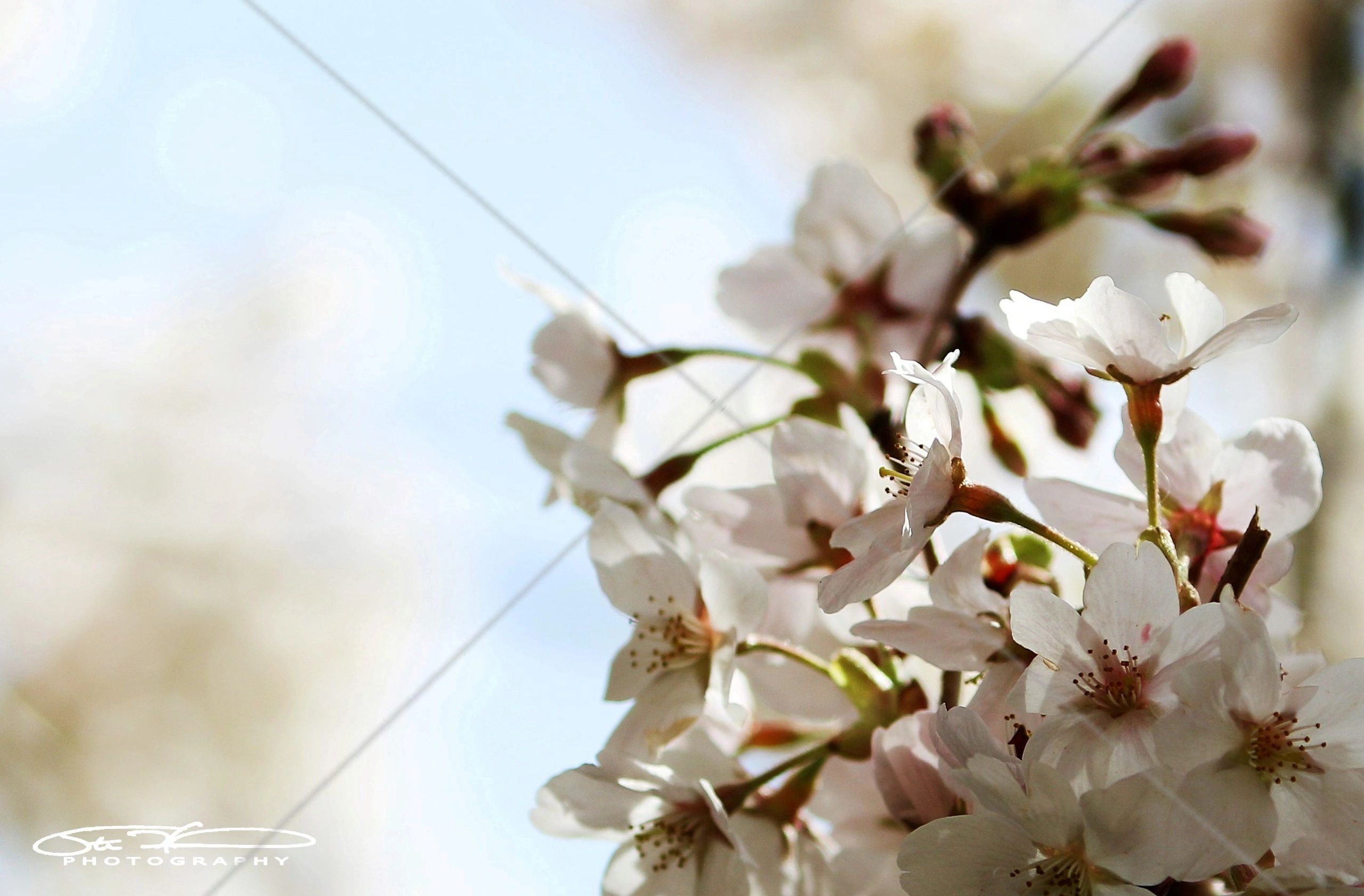 Close-up of delicate white cherry blossoms in soft sunlight.