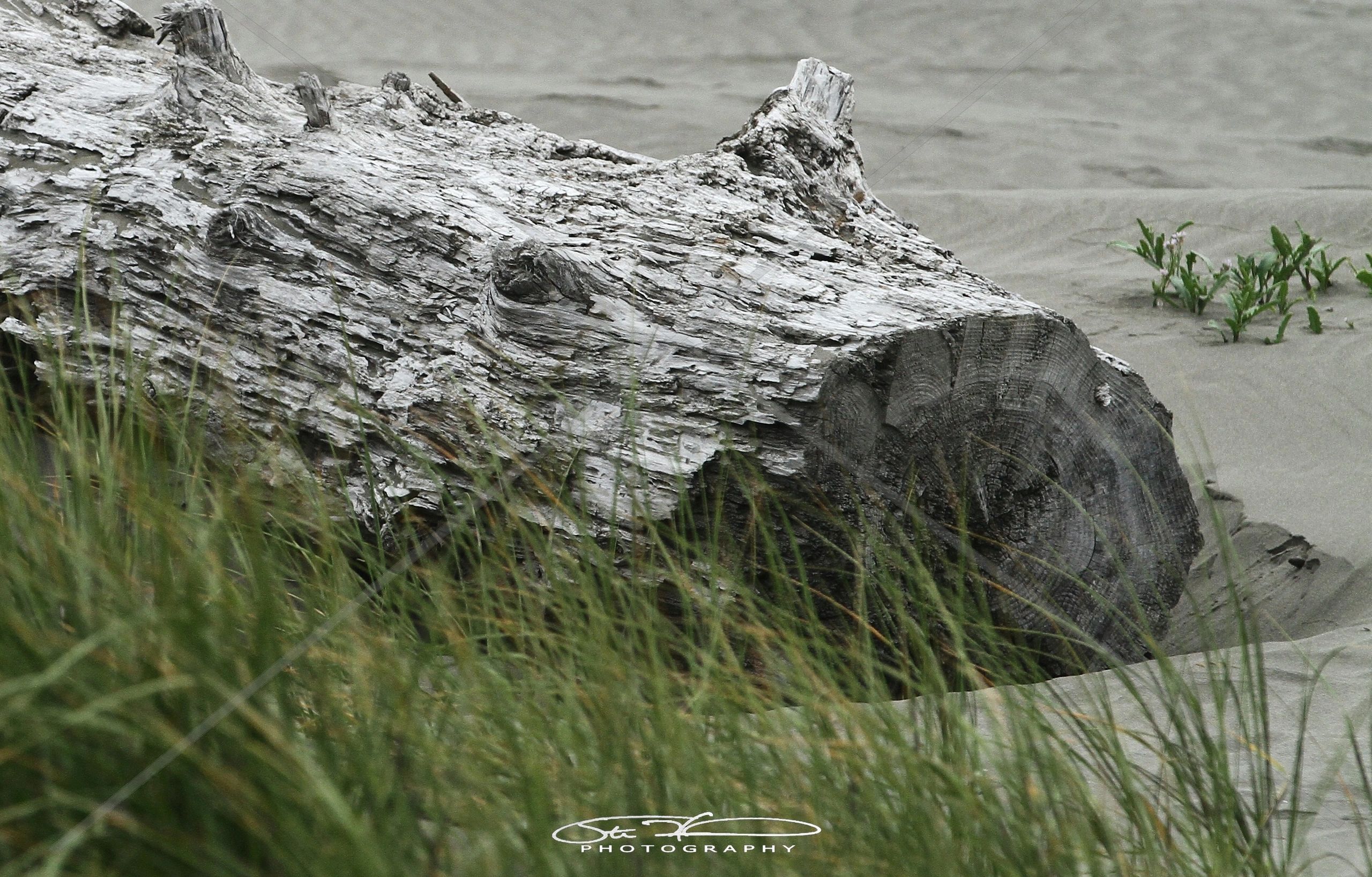 Weathered driftwood log on a sandy beach with green grass.