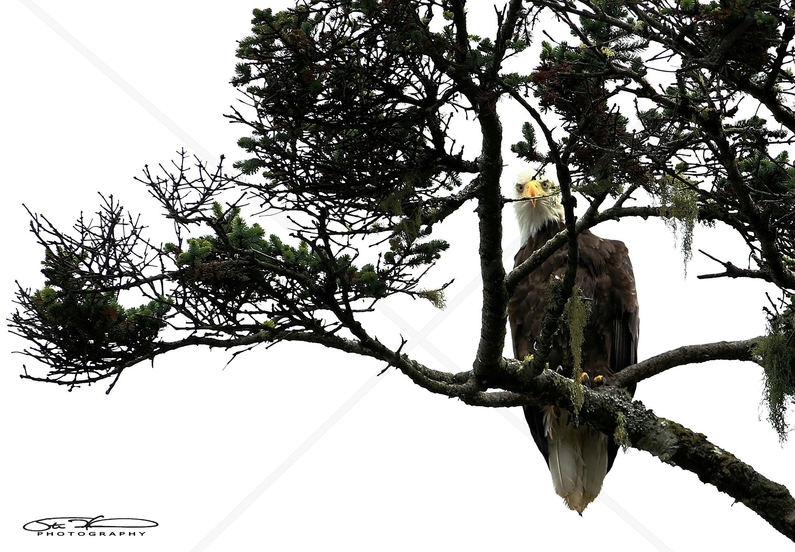 Bald eagle perched on a tree branch, peeking through the foliage.