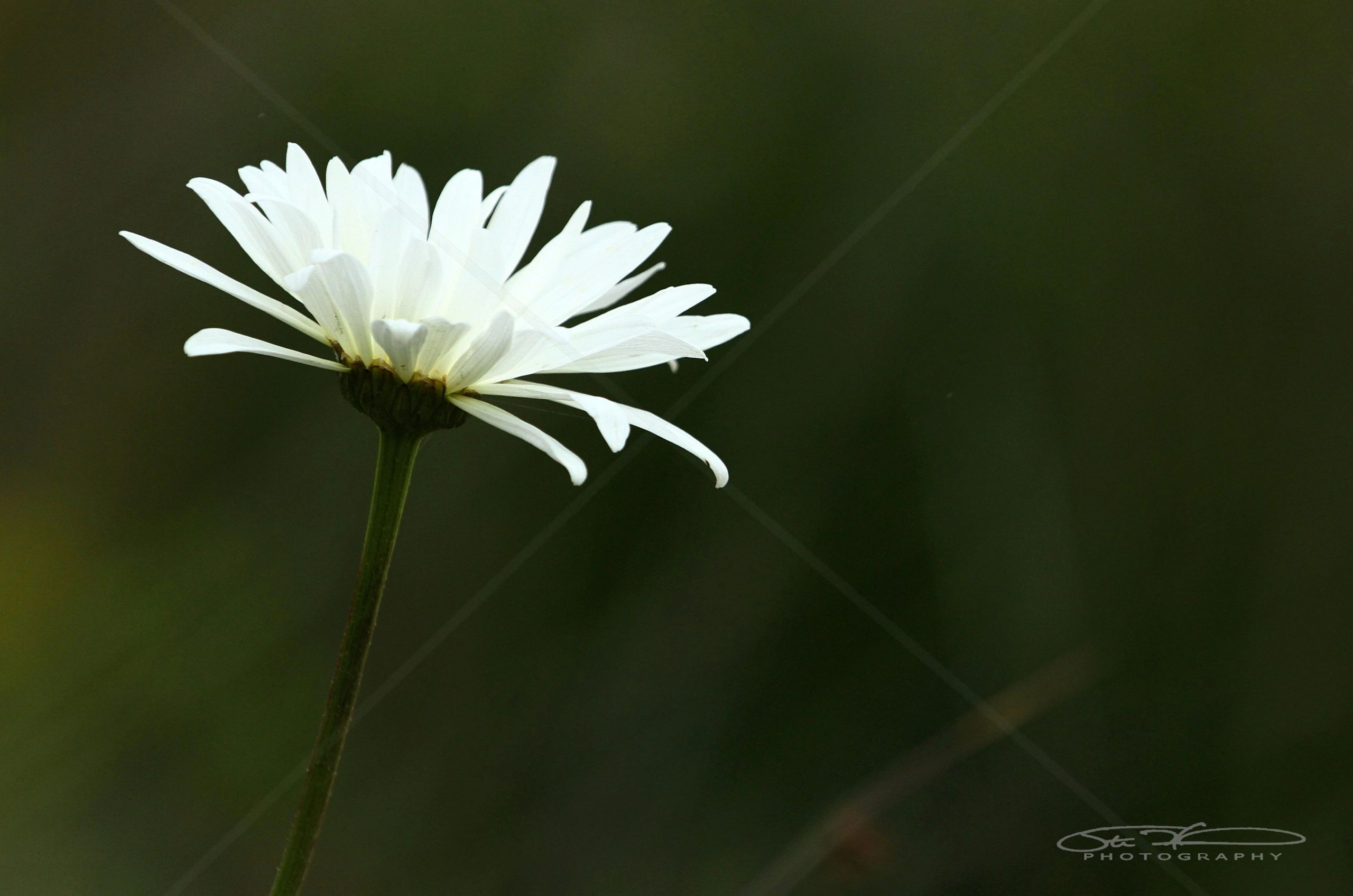Close-up of a white daisy with a dark blurred background.
