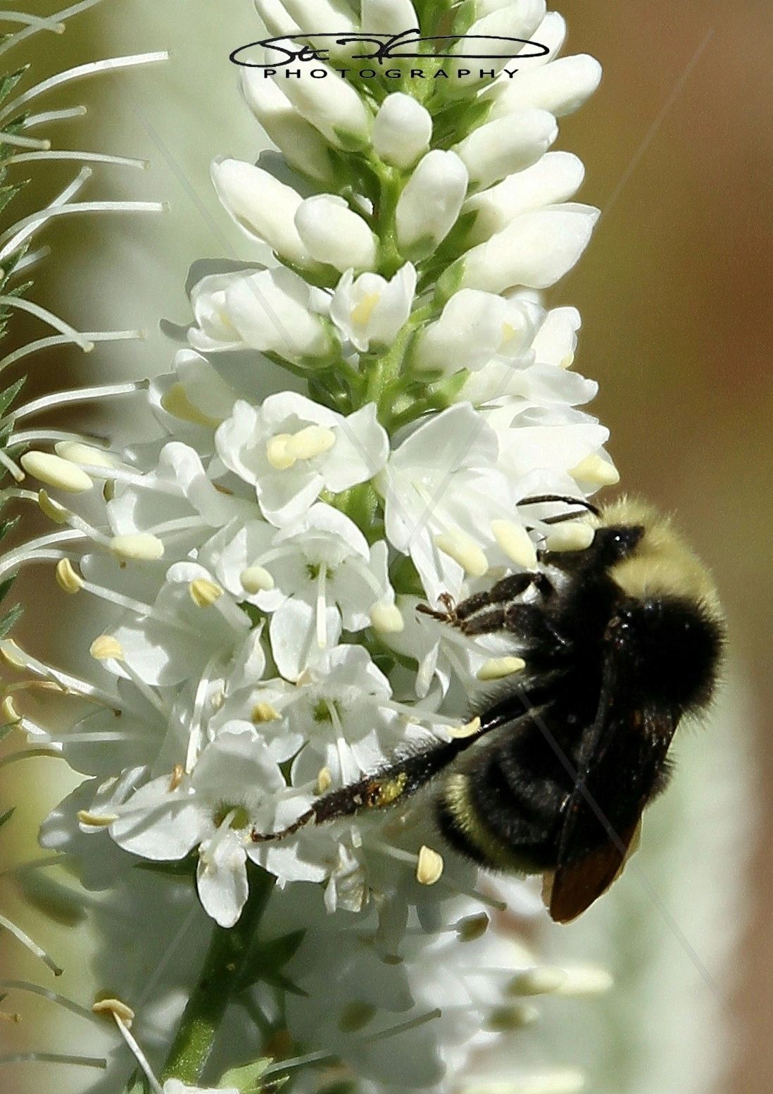 A bumblebee collecting nectar from white flowers on a sunny day.