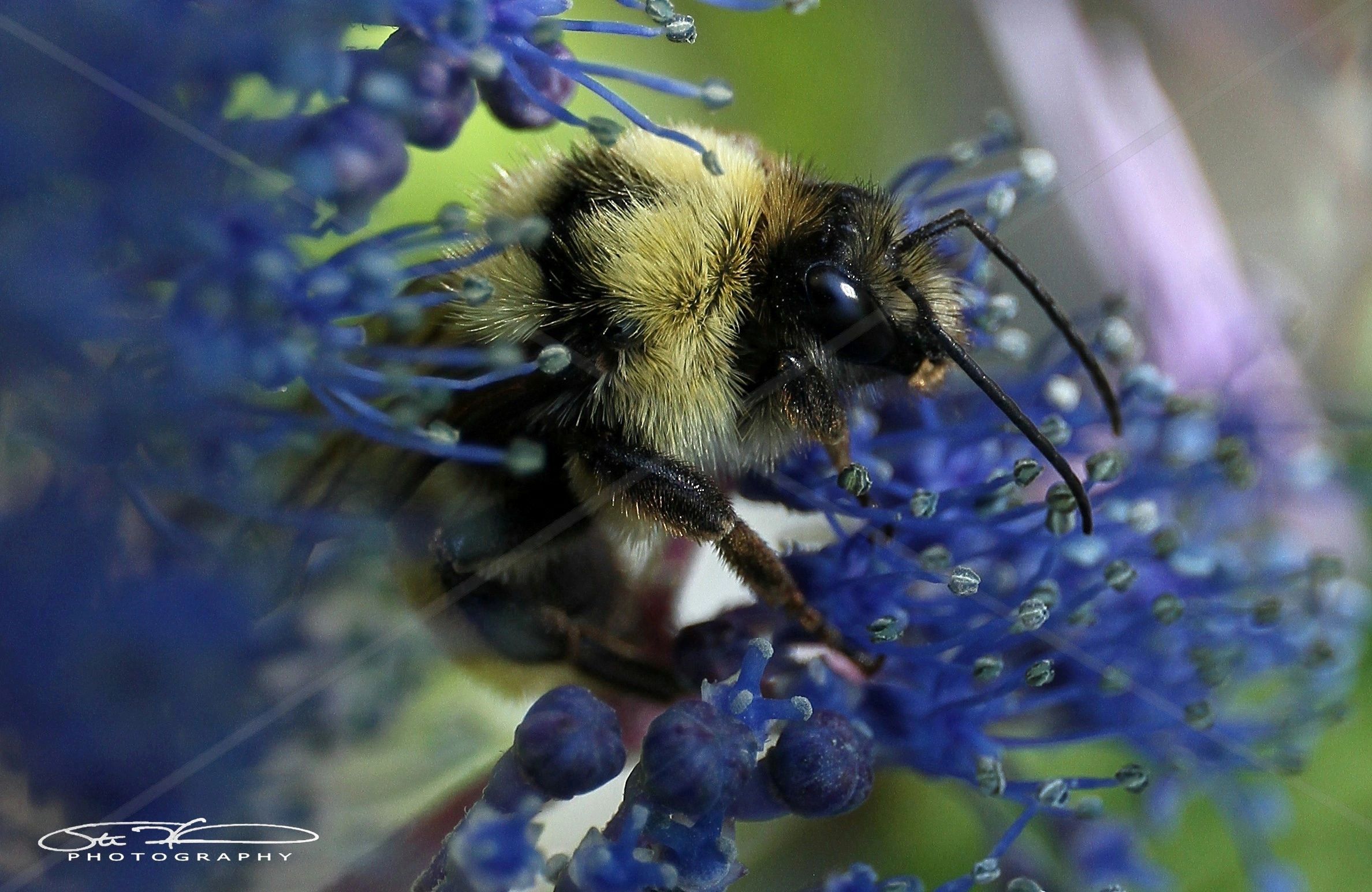 Close-up of a bee on a vibrant blue flower.