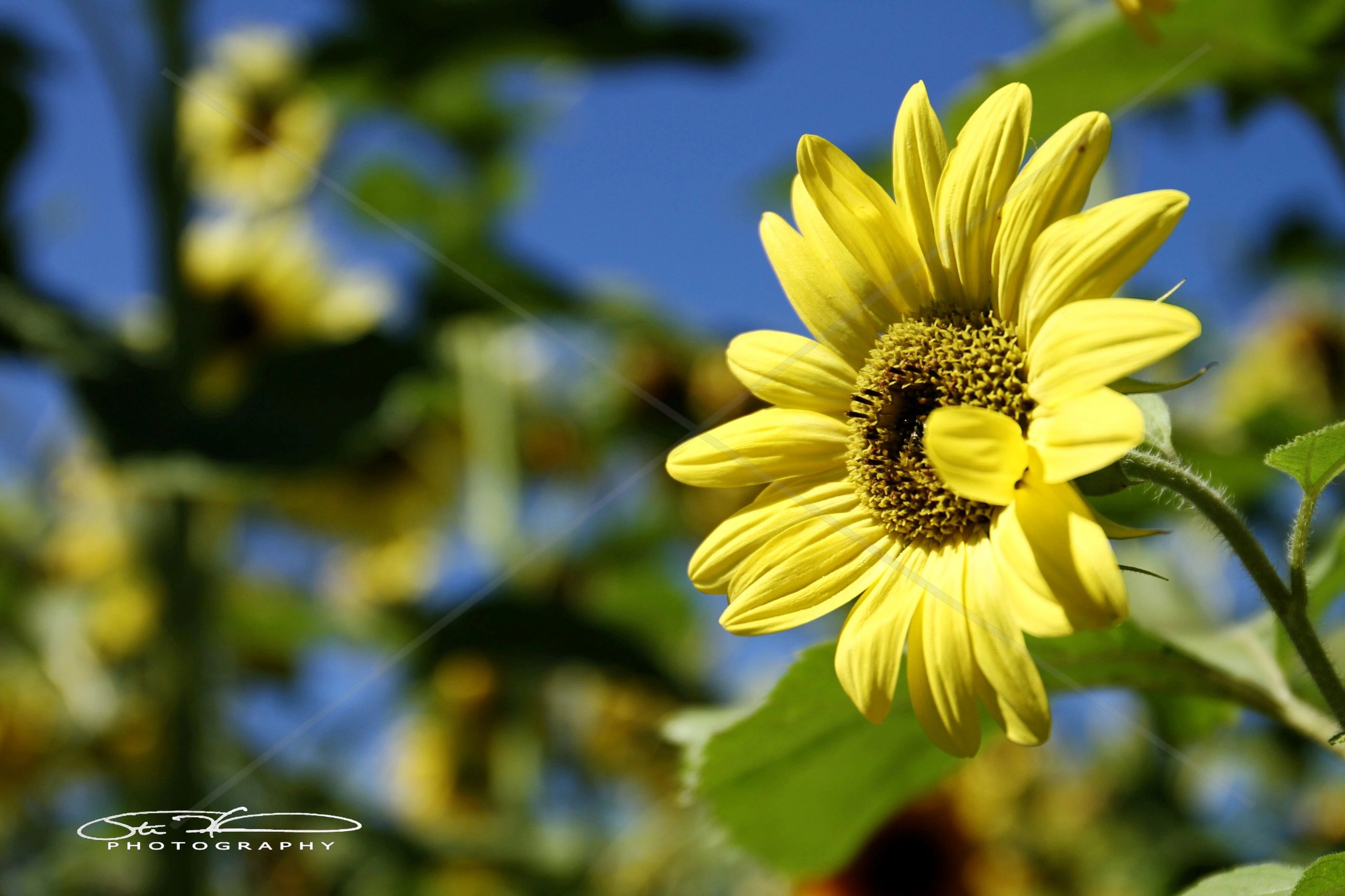 Bright yellow sunflower blooming under clear blue sky.