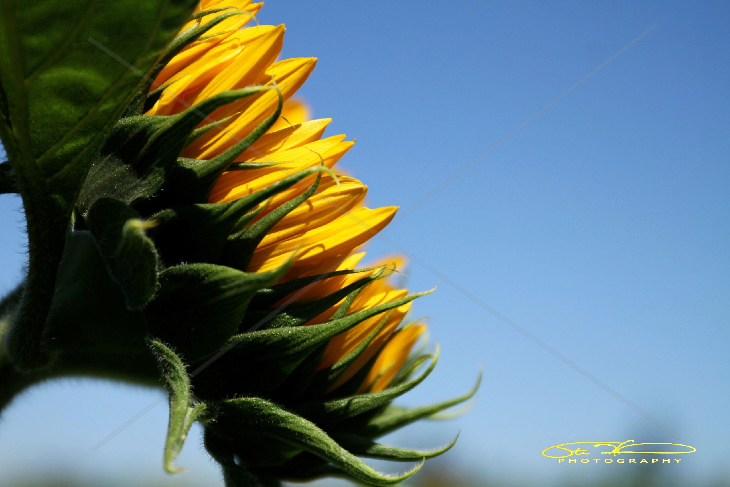 Close-up of sunflower petals against a clear blue sky.