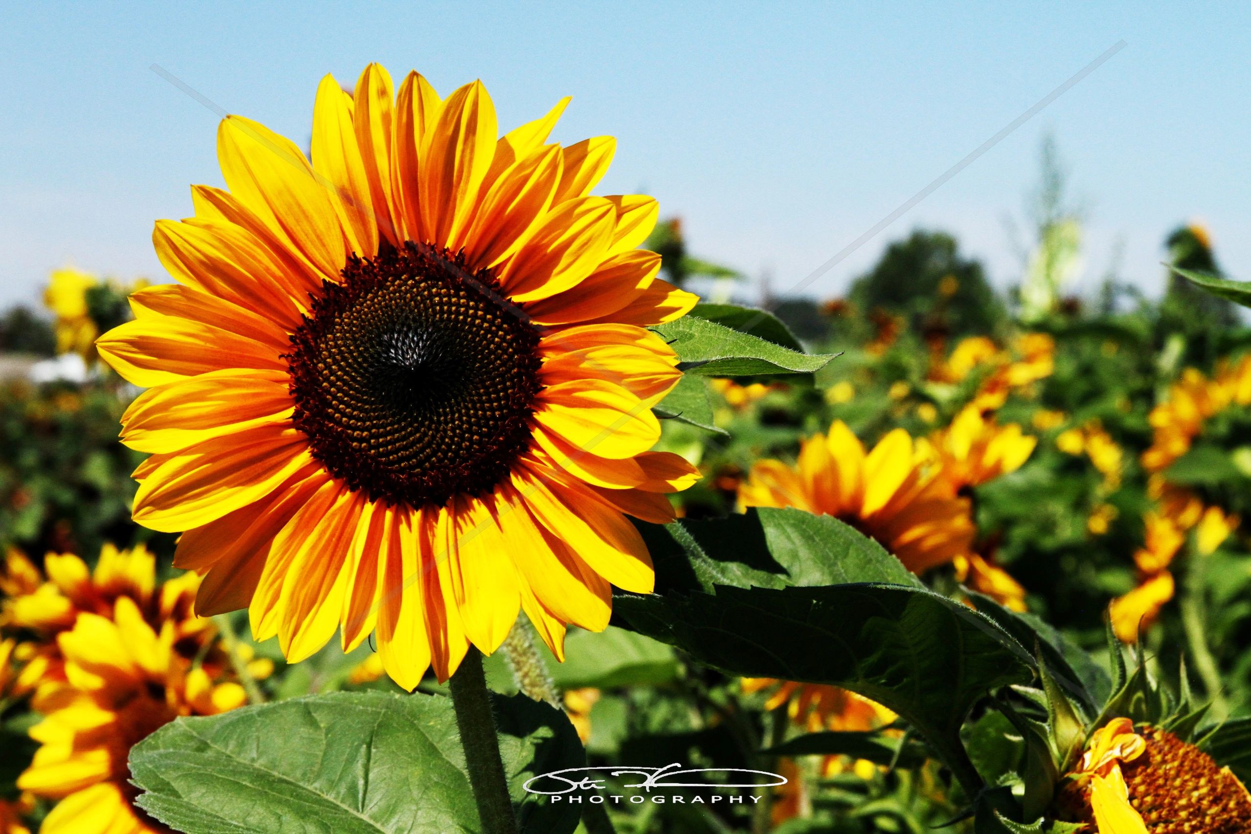 Bright sunflower in a sunny field under clear blue sky.