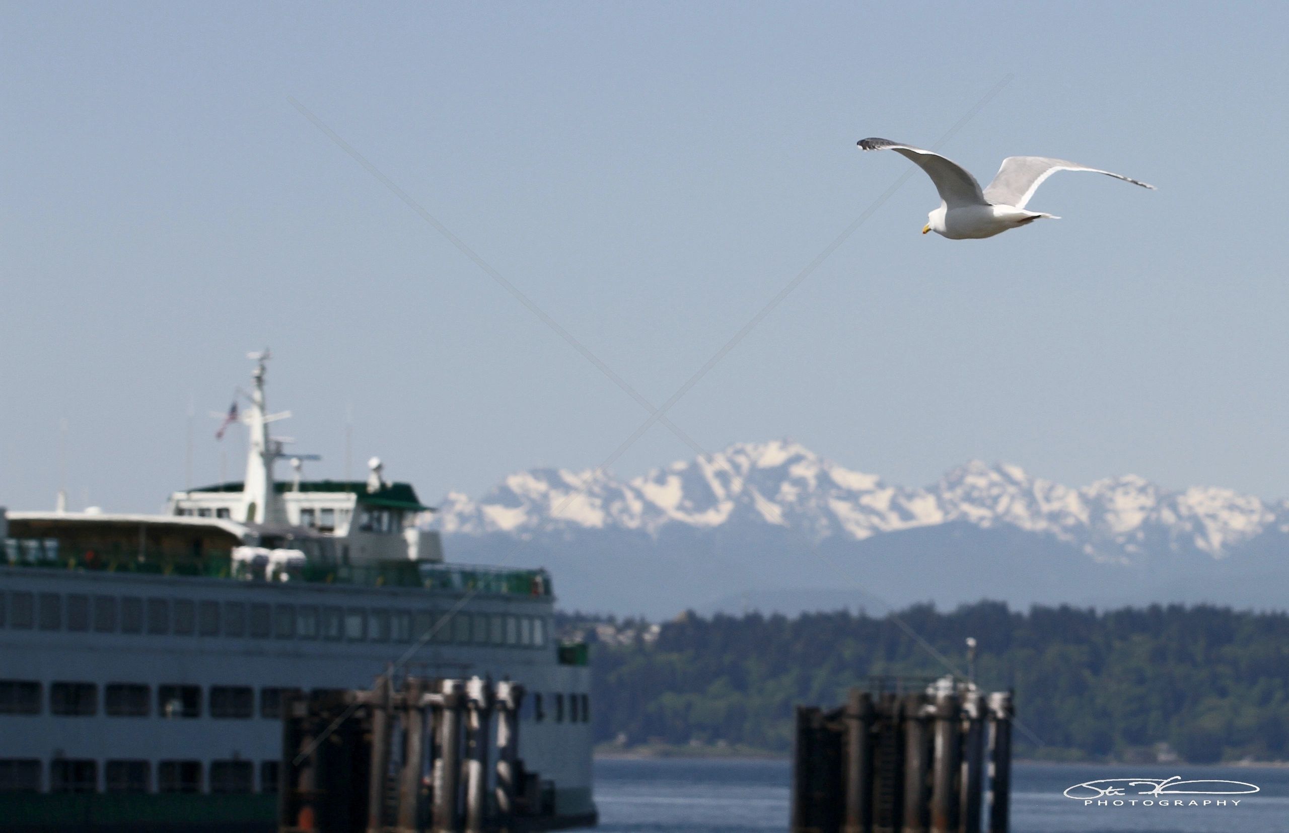 Seagull flying over a ferry with snowy mountains in the background.