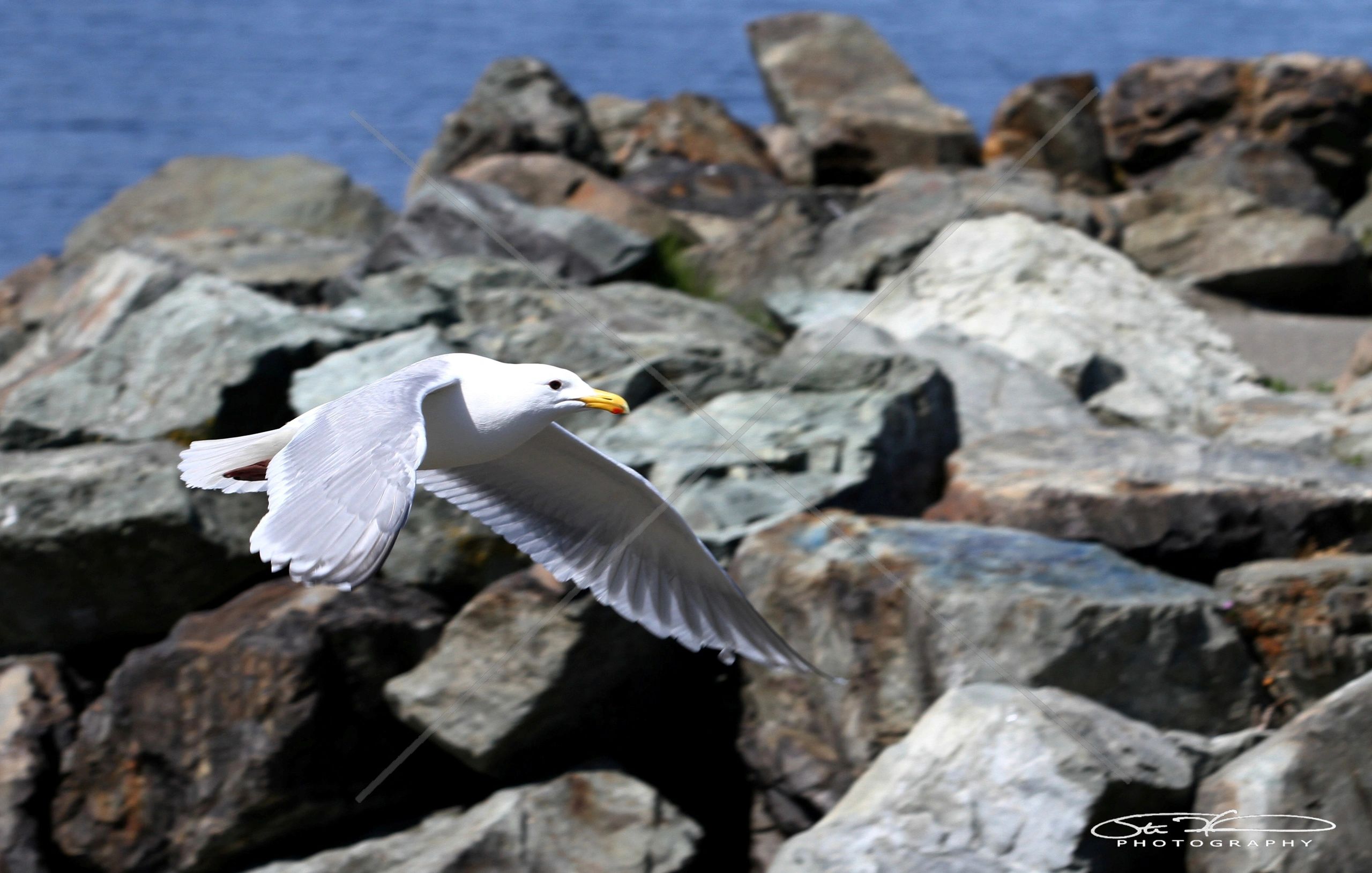 Seagull flying near rocky shore with blue water background.