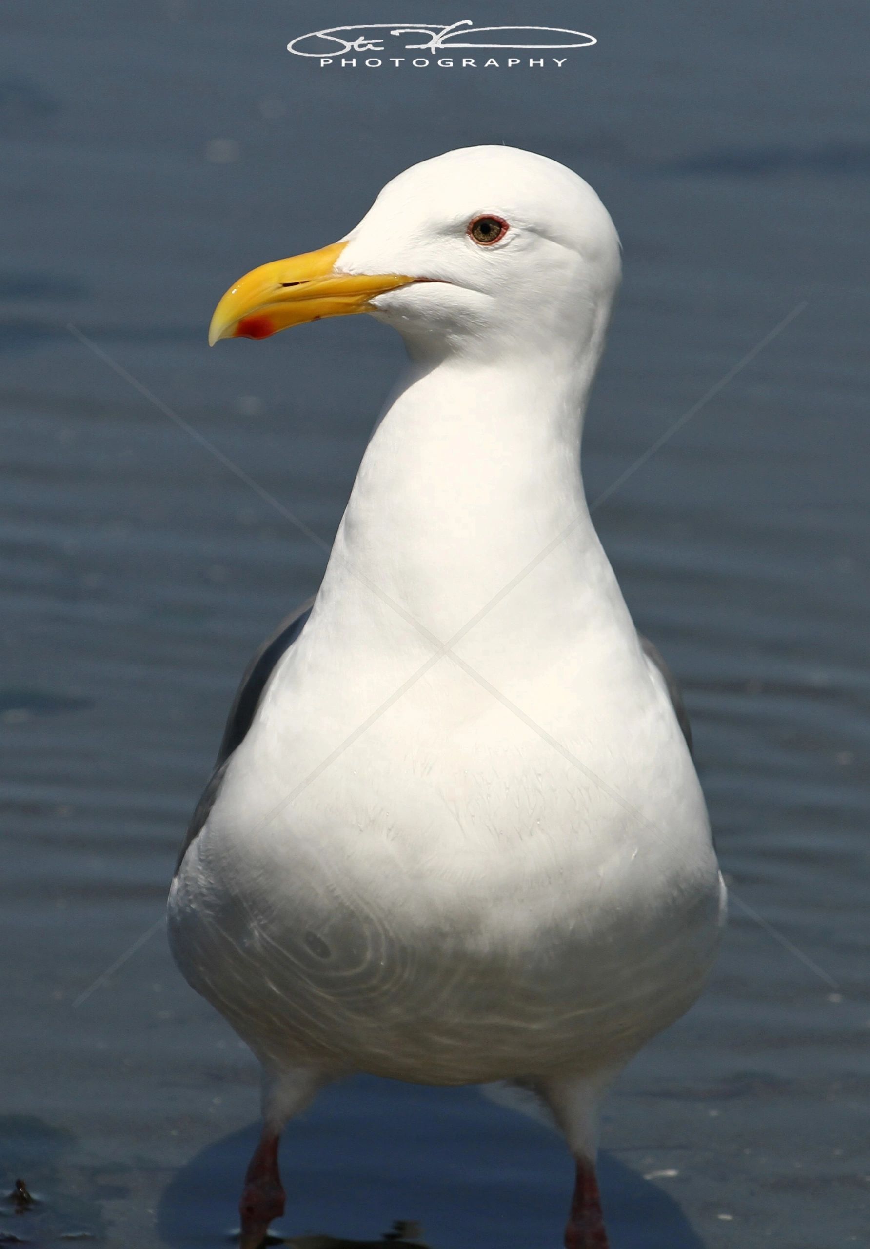Close-up of a seagull standing near water.