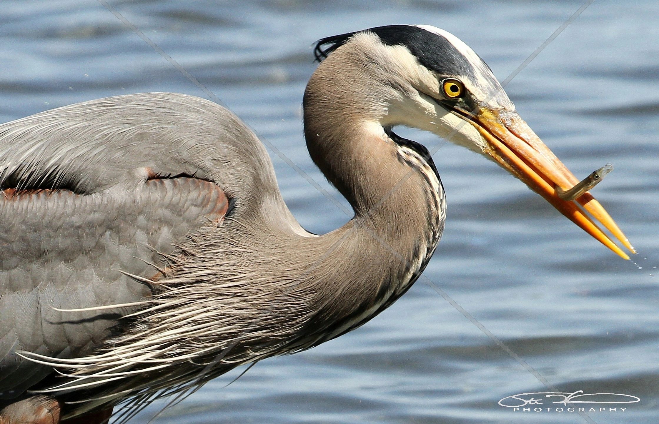 Great blue heron catching a fish in its beak by the water.