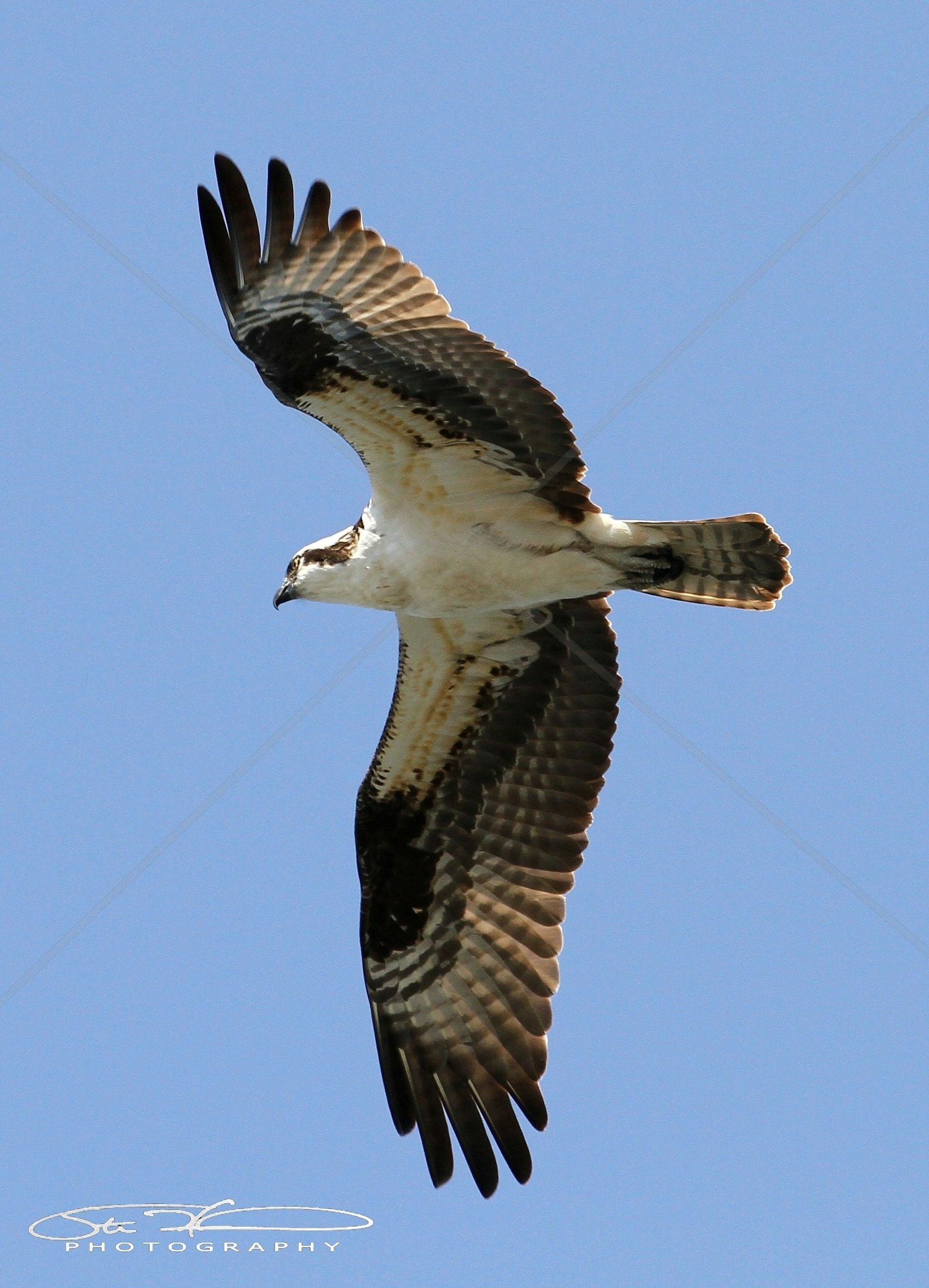 An osprey soaring with its wings fully spread against a clear blue sky.