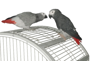 Pet Sitter at Prosper Tx