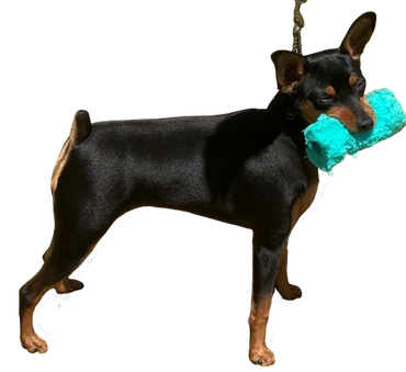 Pet Sitter at Prosper Tx