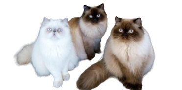 Pet Sitter at Prosper Tx