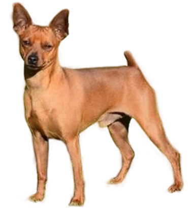 Pet Sitter at Prosper Tx