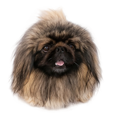 Pet Sitter at Prosper Tx