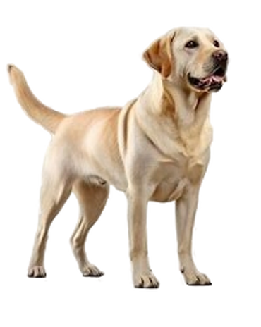 Pet Sitter at Prosper Tx