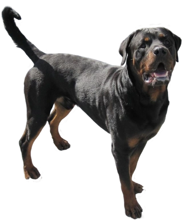 Pet Sitter at Prosper Tx