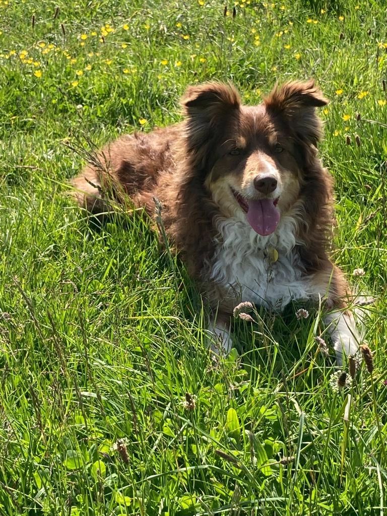 Happy brown and white dog lying in lush green grass with yellow flowers. Dog walker Barton under Needwood.