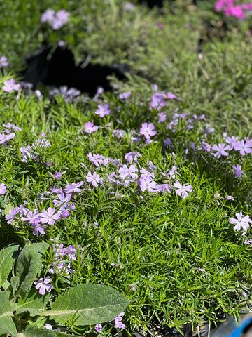 Purple ground phlox. Perennials.
