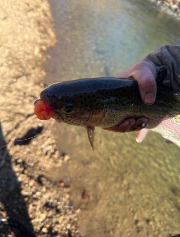 A person holding a trout with a bright red fishing lure in its mouth.