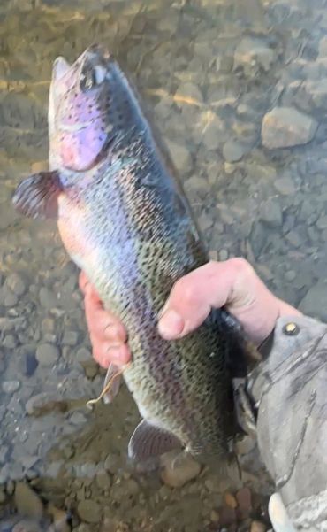 Person holding a freshly caught rainbow trout over clear water.