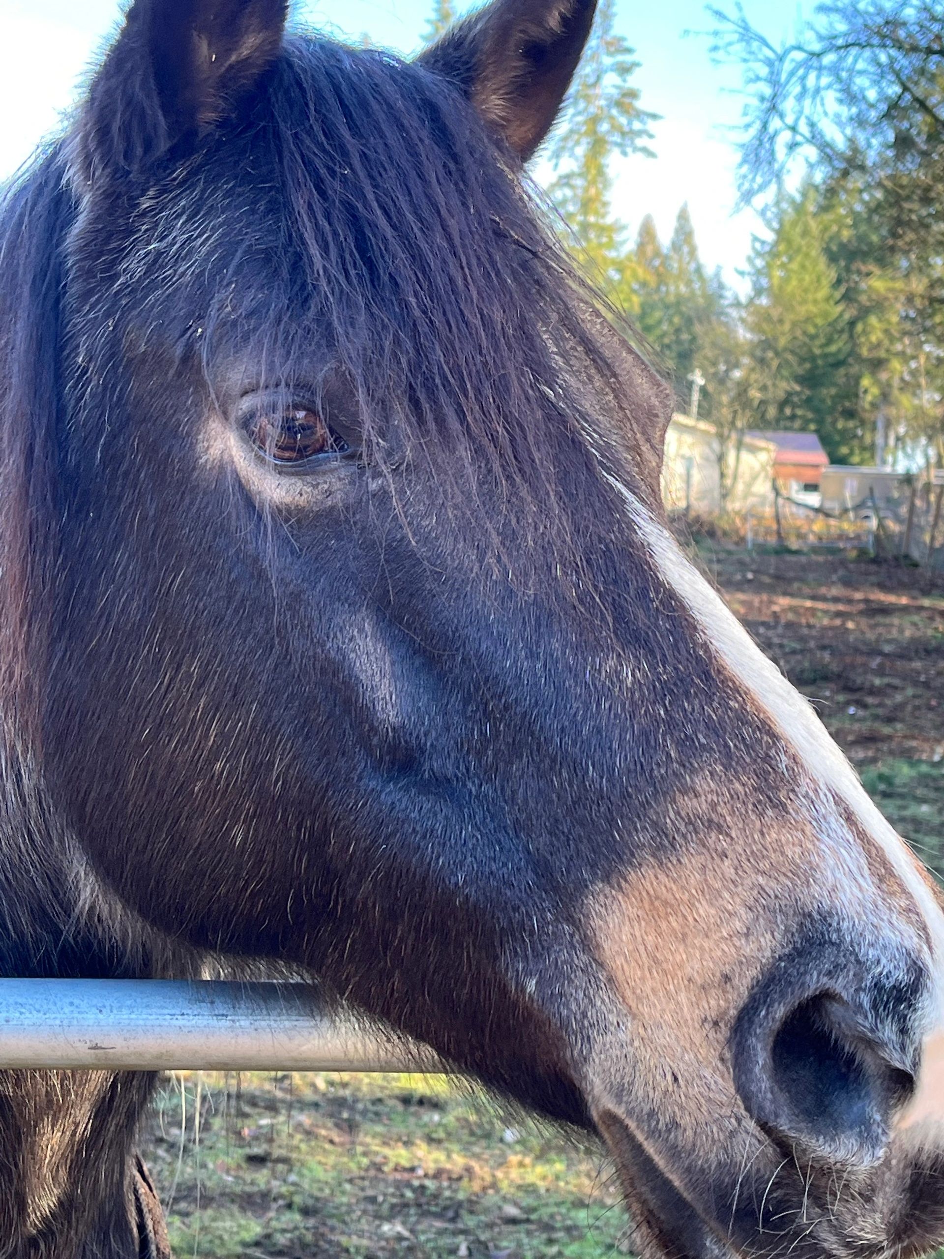 Higher Taste Horse Rescue Ranch