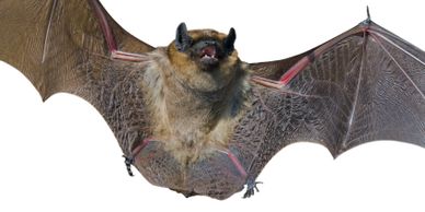 Southern Connecticut's Bat Removal & Exclusion Expert- Safeway Wildlife and Pest Control