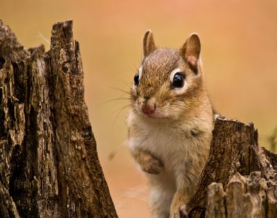 Gray squirrel removal is one of Safeway Wildlife & Pest Control's areas of expertise. Call Ron today