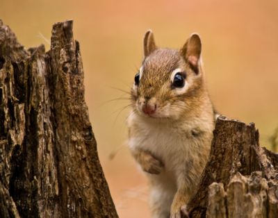 Chipmunk Removal  Safeway Wildlife & Pest Control