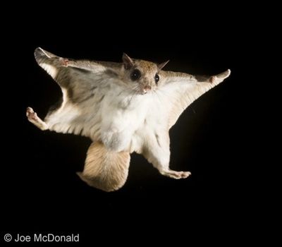 Flying squirrels wrecking havoc in your house? Call Ron at Safeway today! (860)395-6473