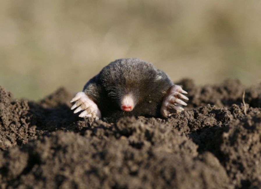 Moles & Voles can quickly damage your beautiful lawn, call Safeway today and ask to talk to Ron! 
