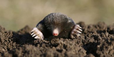 Mole removal, vole removal, moles wrecking lawn, mole trapping, moles in connecticut, moles of CT