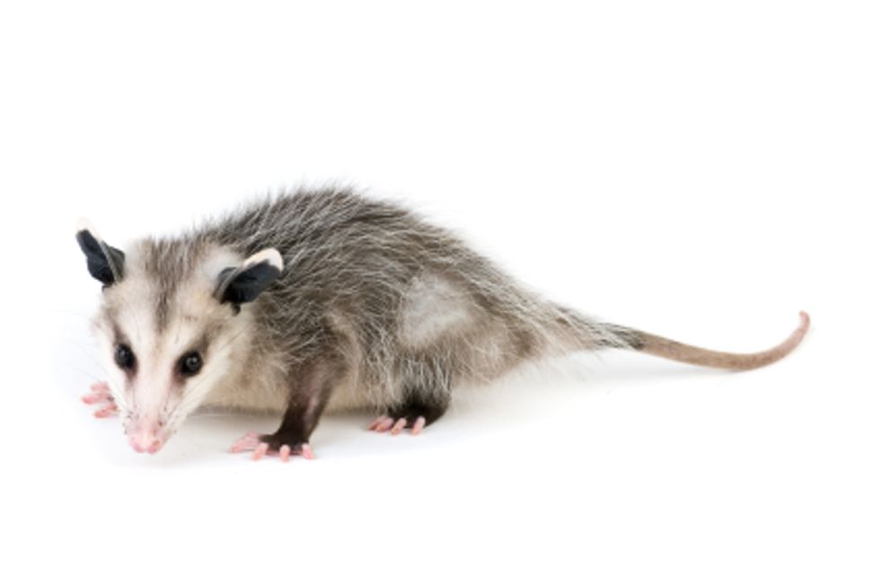 Safeway Wildlife & Pest Control offers Opossum Trapping and Removal throughout Southern Connecticut