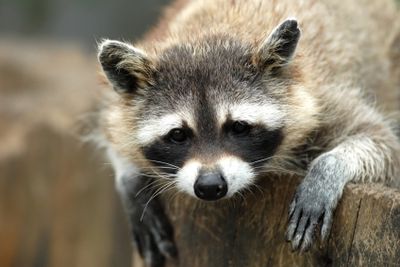 Raccoon removal, raccoon trapping, Southern CT's raccoon specialist. Call Ron today at (860)395-6473