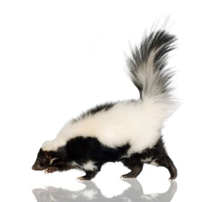 Safeway Wildlife & Pest Control is Southern Connecticut's leading skunk control experts. Call today!