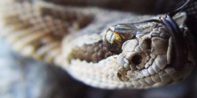 Snake removal, snakes of Connecticut, Garter Snake, Ribbon Snake, Northern Black Racer, snake-a-way