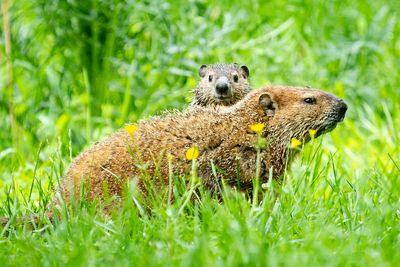 Safeway Wildlife & Pest Control offers Woodchuck Trapping and Removal in Southern Connecticut