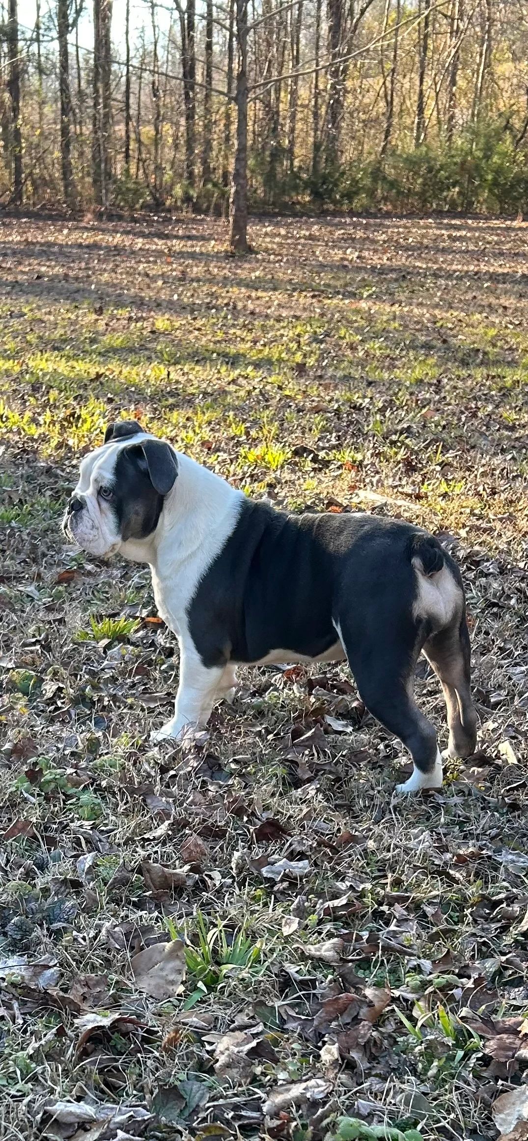Black and white bulldog standing in a forest clearing with fallen leaves.