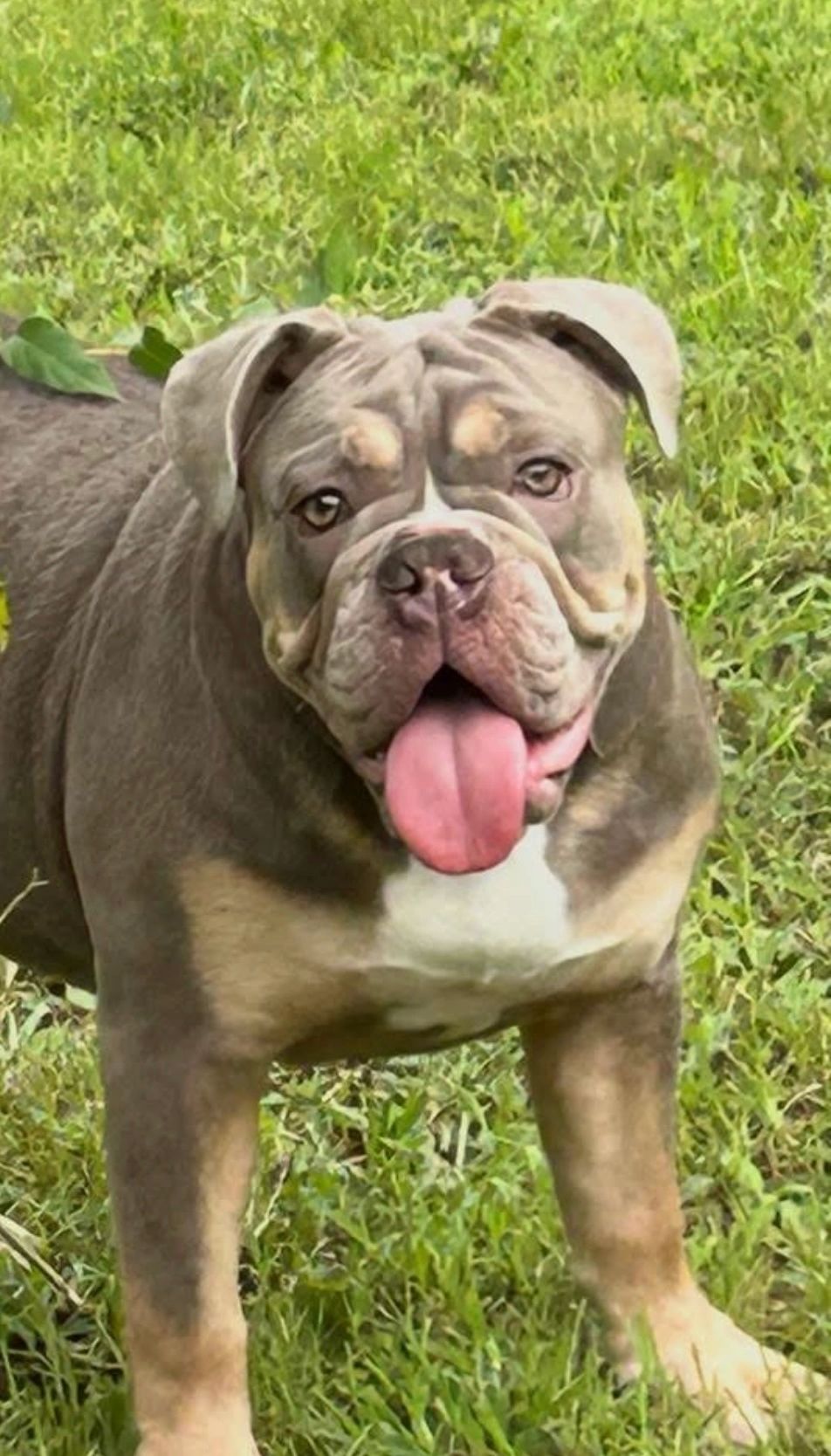 Happy bulldog standing on green grass with tongue out.